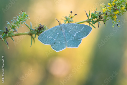 Common emerald (Hemithea aestivaria) photo