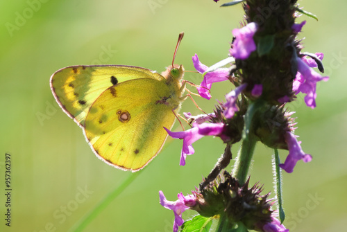 Berger's clouded yellow (Colias alfacariensis) photo