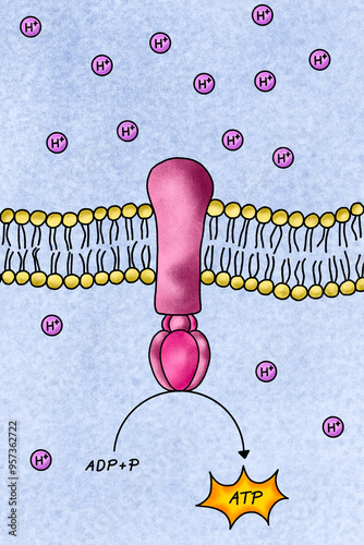 Illustration of ATP Synthase (ATP formation mechanism) photo