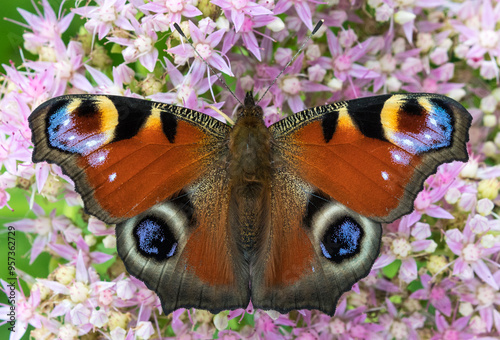 European peacock (Aglais io) photo