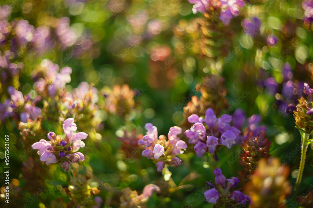 Summer nature garden flower Summer nature garden flower