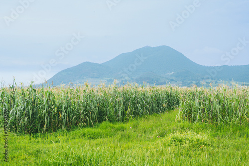 Cornfield ready to be harvested, with mountains in the background and a cloudy sky. photo