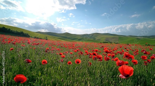   A field brimming with numerous crimson blossoms beneath a sapphire sky, dotted with sporadic clouds and rolling hills in the background