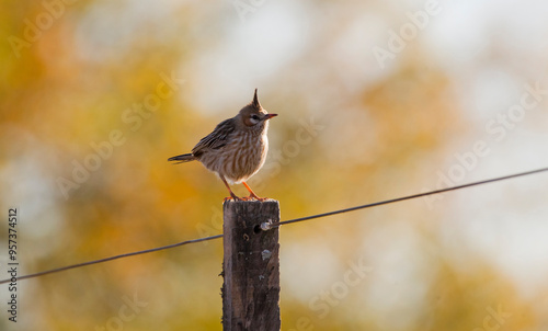 Crestudo ( Lark-like Brushrunner ) posing against the light on a winter afternoon