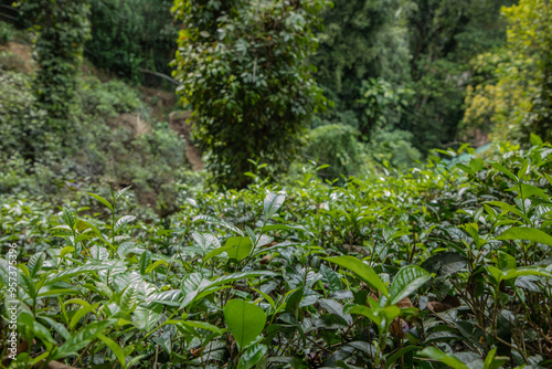 high mountain tea plantation in Sri Lanka