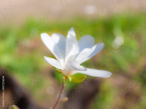 Mixed colorful flowers Nature background