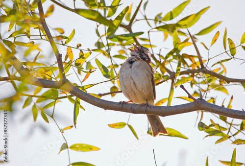 Chingolo ( rufous-collared Sparrow ) singing in the shade among the branches of a tree.