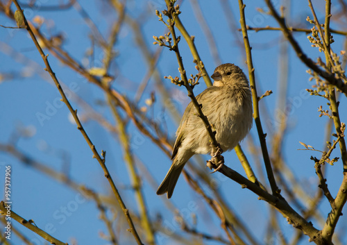 Small brown bird perching among the branches of a tree