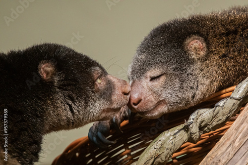 cute wild bear cuscus aulirops ursinus arboreal against blure background. photo