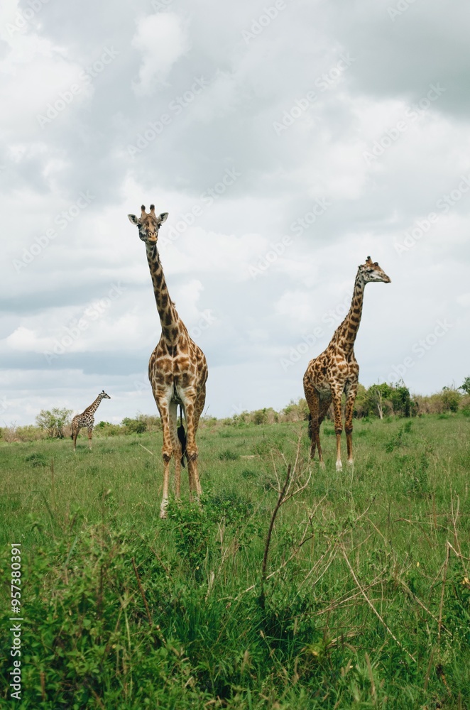 Obraz premium Family of giraffes walking through grasslands in Kenya, Africa, Tanzania. Wildlife safari photography, travel, African safari, Mother giraffe, Father giraffe, Baby giraffe, male, female, blue skies