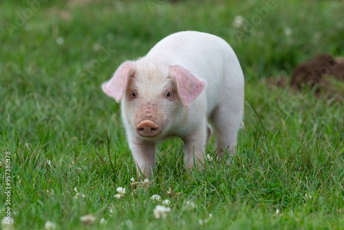 Photo of a British Landrace piglet in a grassy field