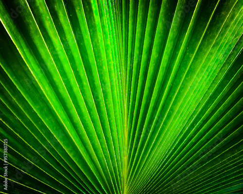Yenagoa, Nigeria Palm Leaf photo