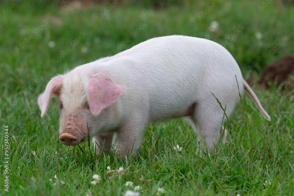 Photo of a British Landrace piglet in a grassy field Photo of a British Landrace piglet in a grassy field