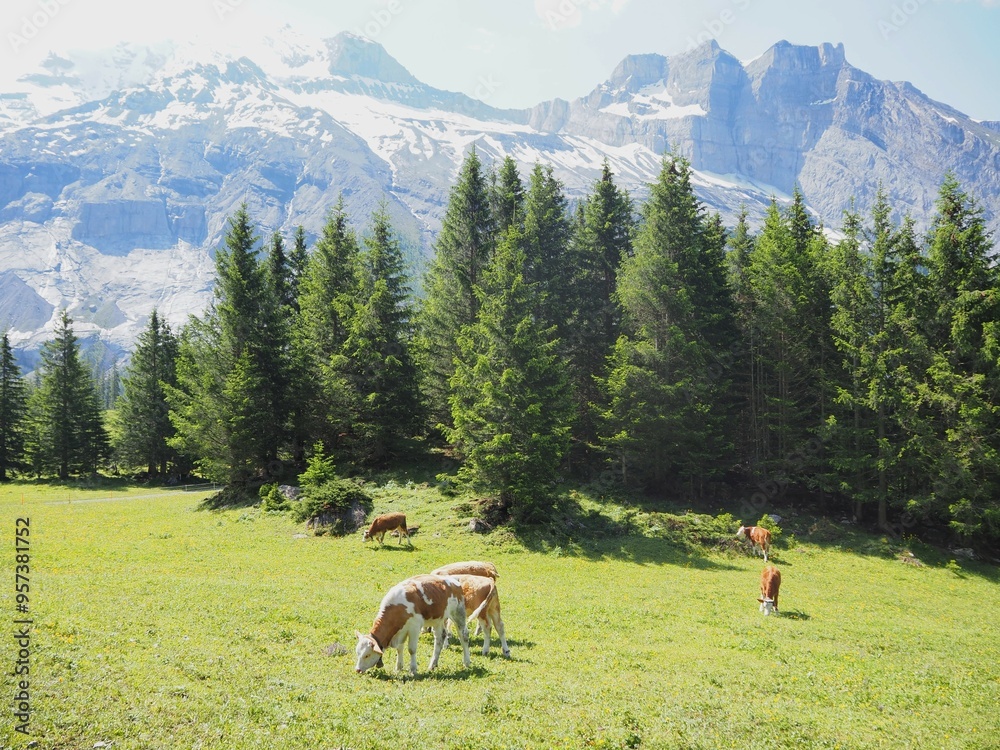 White orange cows graze on a green meadow on a sunny morning White orange cows graze on a green meadow on a sunny morning