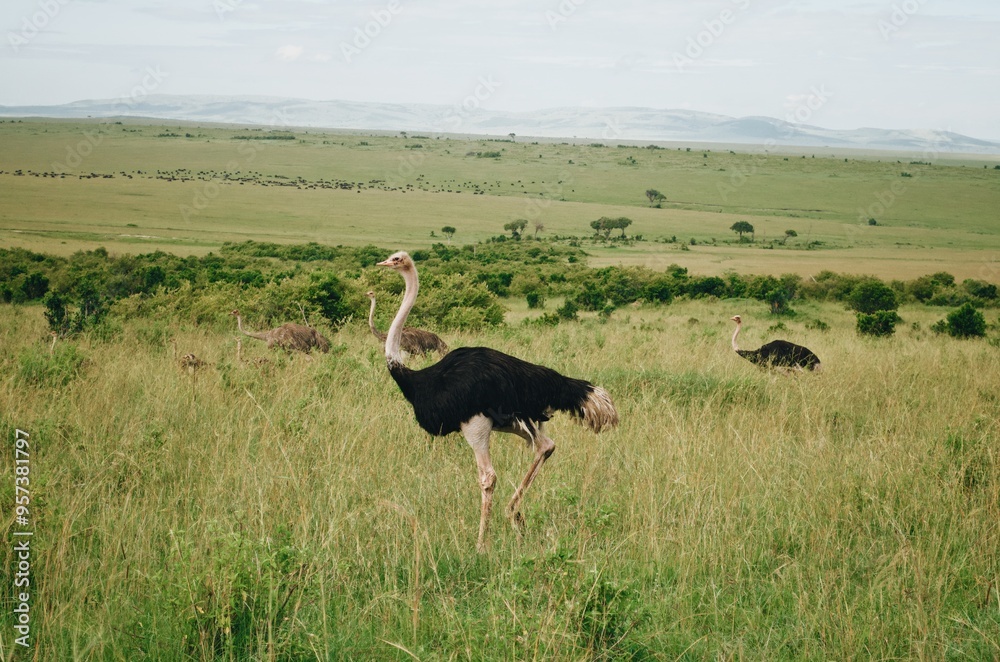 Naklejka premium Grey crowned cranes and ostriches in Maasai Mara, Kenya, Africa, tanzania, Exotic birdwatching, birds posing, rare birds, large birds, ostrich, crain, crane, wildlife photography, grasslands, travel