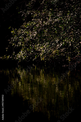 Shrub and its reflections in the water