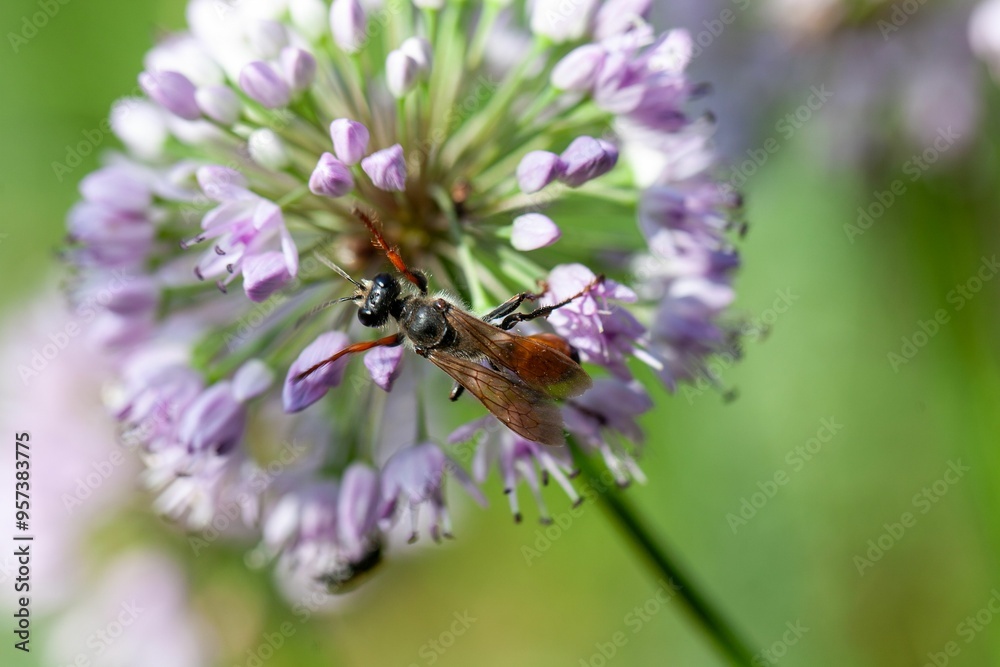 Golden digger wasp, Sphex funerarius, on a flower Golden digger wasp, Sphex funerarius, on a flower