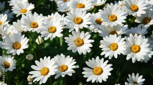 The landscape of white daisy blooms in a field 