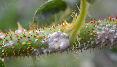 Powdery mildew of roses caused by the fungus Podosphaera pannosa photo