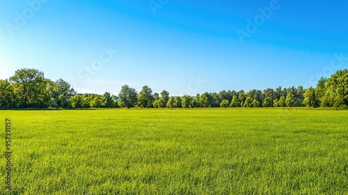 Lush green meadow under clear blue sky 