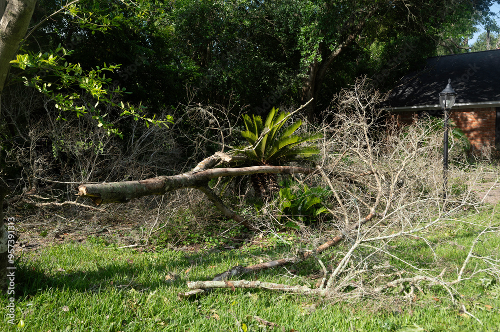 Fallen tree and branches from hurricane damage Fallen tree and branches from hurricane damage