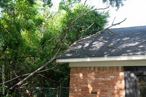 Fallen tree and branches from hurricane damage