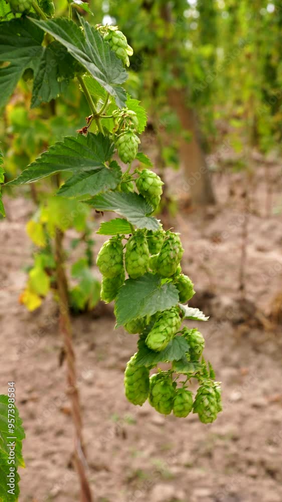Fresh ripe hop cones for beer on the field. A branch of green hop cones as a brewing ingredient on field background. Fresh ripe hop cones for beer on the field. A branch of green hop cones as a brewing ingredient on field background.