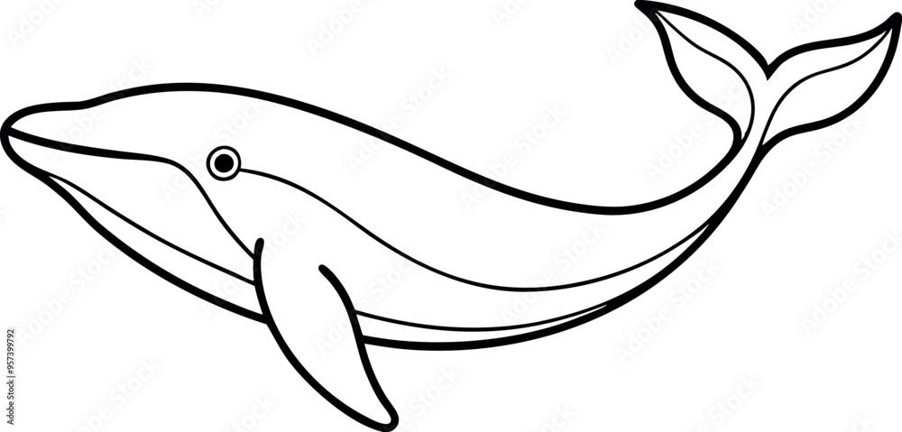 dolphin isolated on white dolphin isolated on white