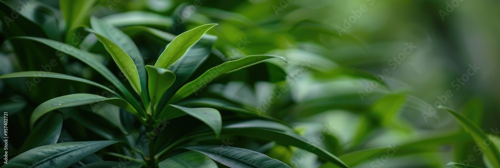 Close-up of a blurred green plant Close-up of a blurred green plant