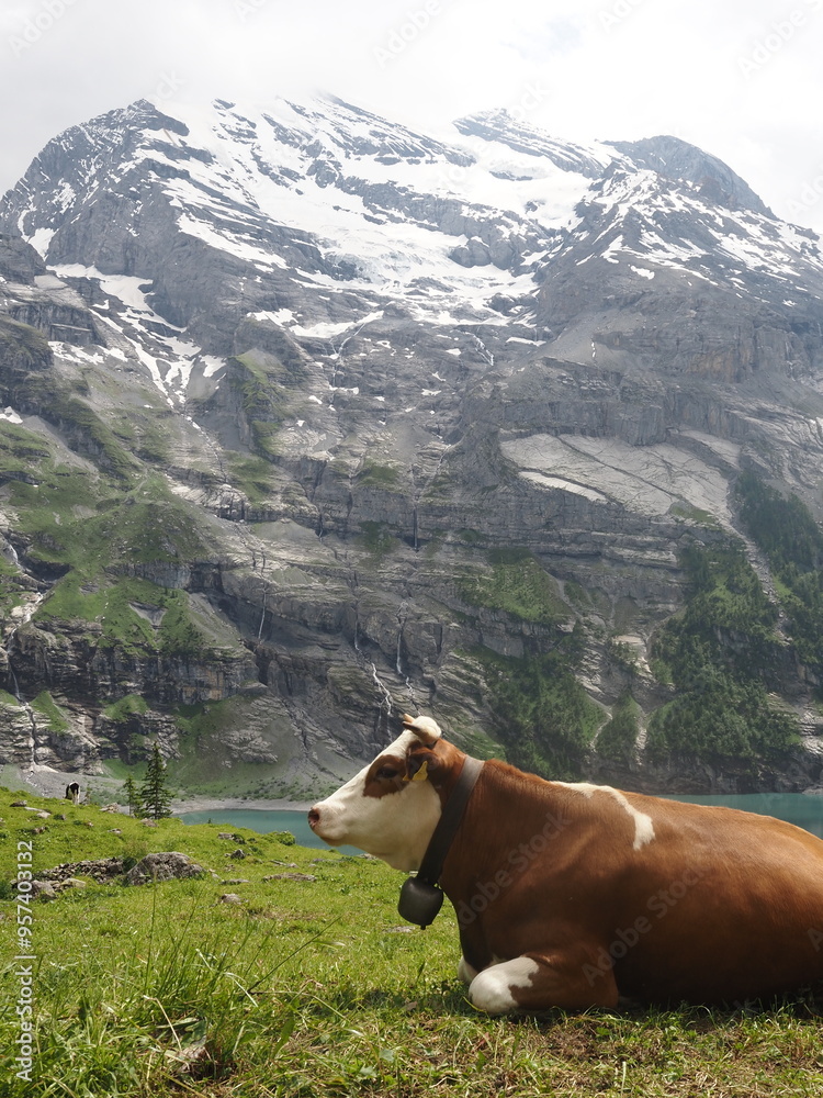 Alpine red cow grazes on a green pasture against the backdrop of a blue lake and snowy mountain peaks Alpine red cow grazes on a green pasture against the backdrop of a blue lake and snowy mountain peaks