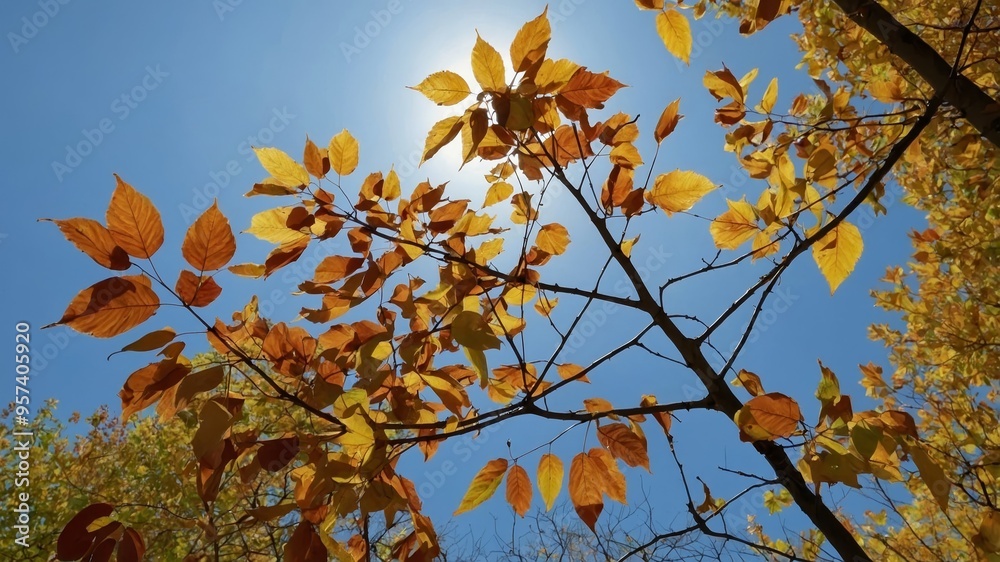 Golden and orange leaves are illuminated by sunlight against a vivid blue background Golden and orange leaves are illuminated by sunlight against a vivid blue background