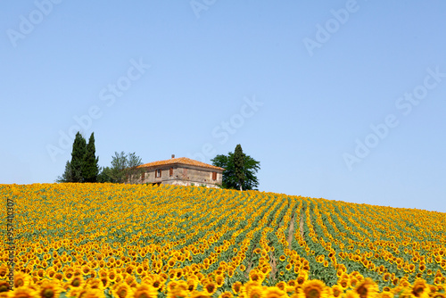  Tuscany Sunflower Field Countryside, Tuscany Italy, June 29 2012