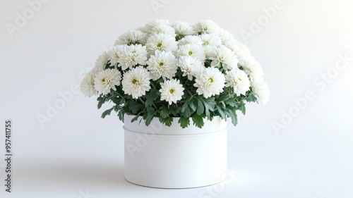 Chrysanthemum flowers in a ...