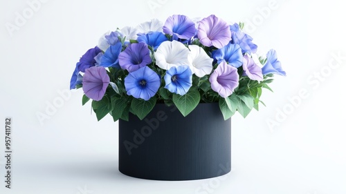 Morning glories in shades o...