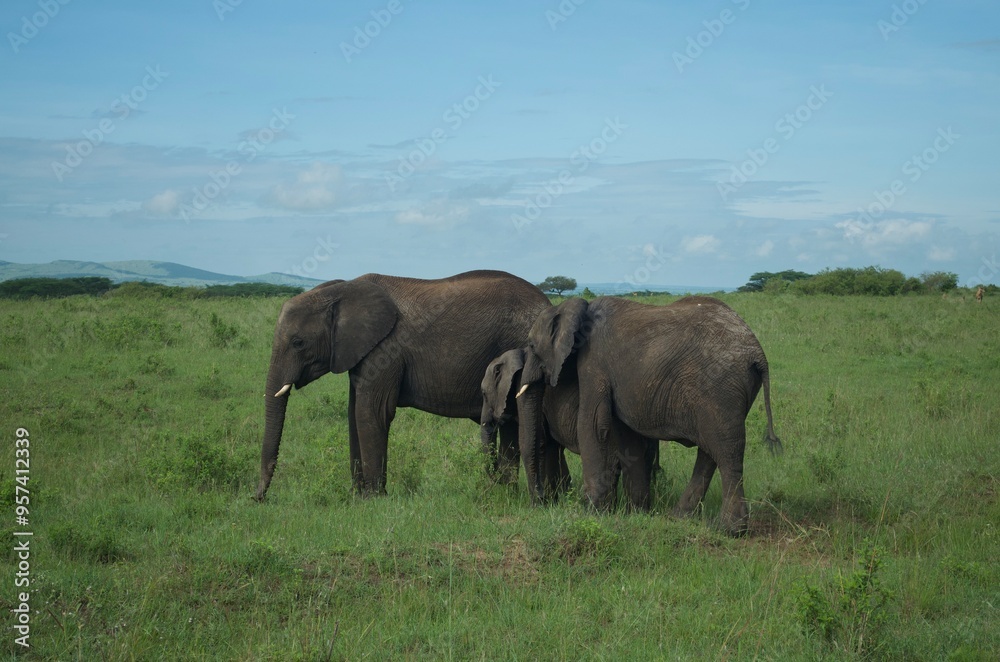 Family of elephants walking through grasslands in Kenya, Africa, Tanzania. Wildlife safari photography, travel, African safari, Mother elephant, Father elephant, Baby elephant, male, female, infant