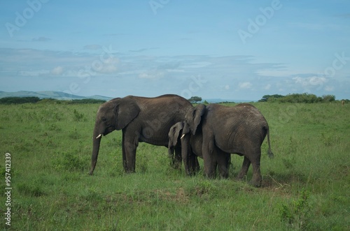 Family of elephants walking through grasslands in Kenya, Africa, Tanzania. Wildlife safari photography, travel, African safari, Mother elephant, Father elephant, Baby elephant, male, female, infant