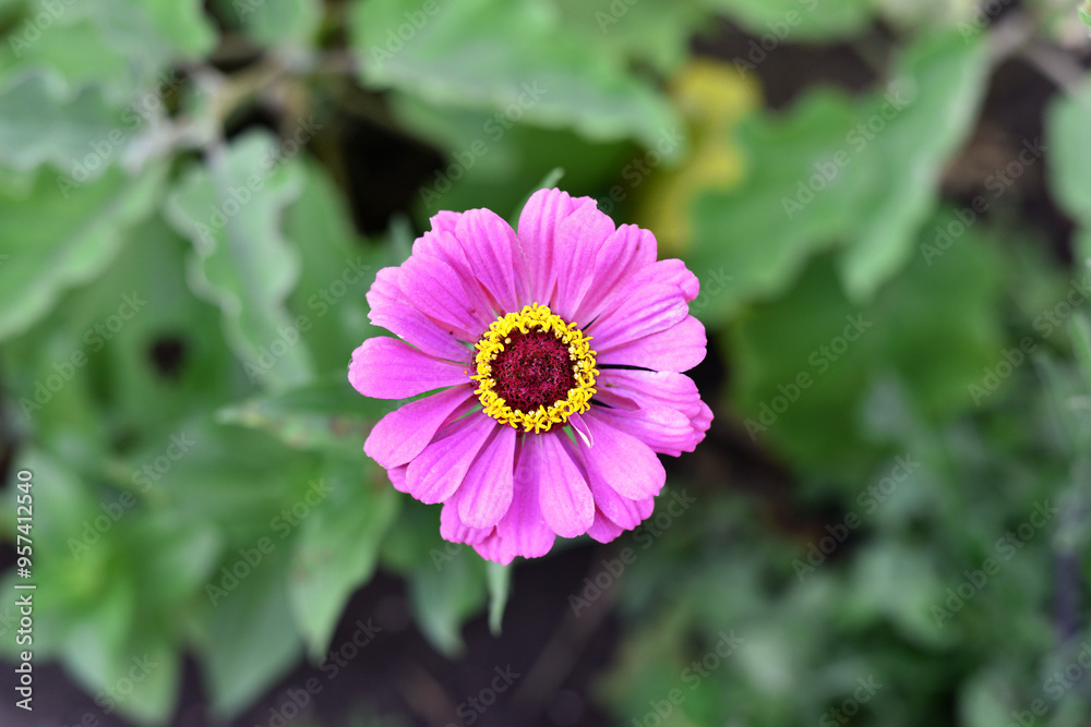 Fototapeta premium Zinnia elegans. Bredsinnia, also known as sunbow purple flower. summer flower, close-up, top view. beauty in nature. flowerbed in summer. seasonal bloom
