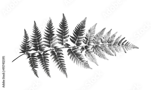 A linear vector of a fern.