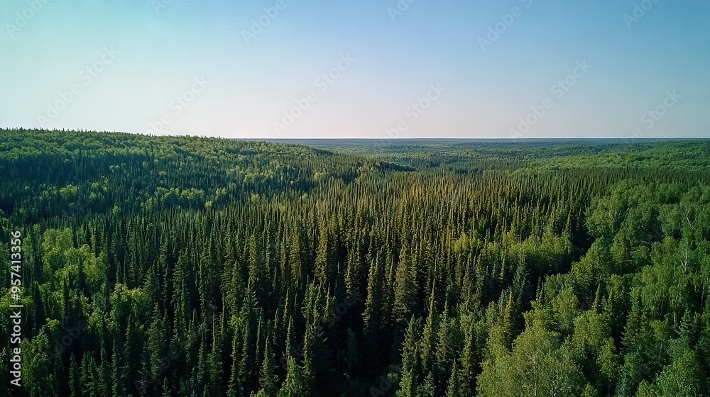 A dense forest brimming with towering green trees flanks another lush, verdant forest A dense forest brimming with towering green trees flanks another lush, verdant forest