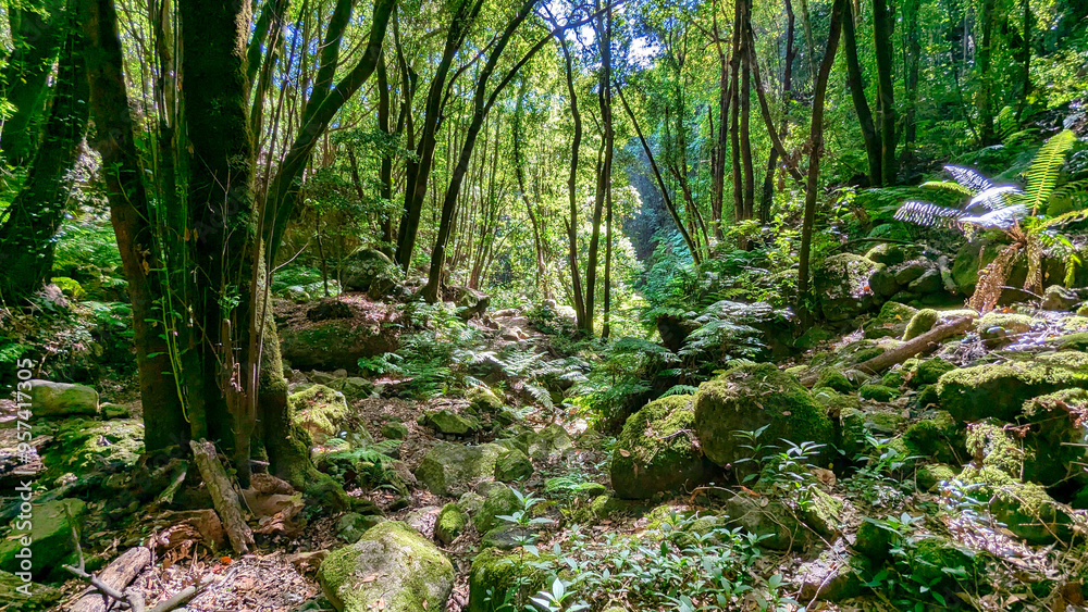 El Cubo de la Galga Laurel forest wood, La Palma island, Canary islands, Spain El Cubo de la Galga Laurel forest wood, La Palma island, Canary islands, Spain