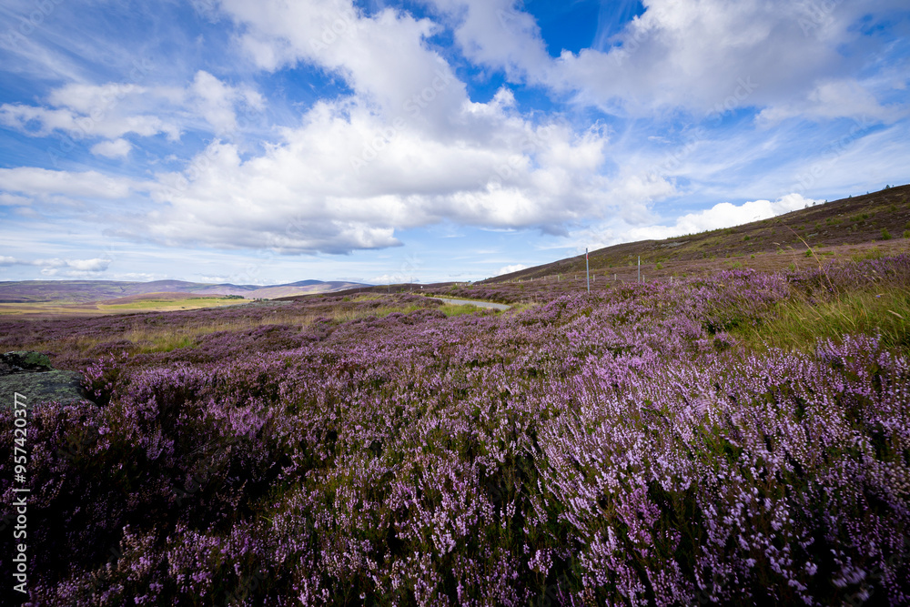 Naklejka premium The image shows a field of purple heather in Scotland. The scenery includes clouds in the sky, grass, and hills / mountains in the background.