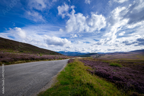 The image shows a field of purple heather in Scotland. The scenery includes clouds in the sky, grass, and hills / mountains in the background.