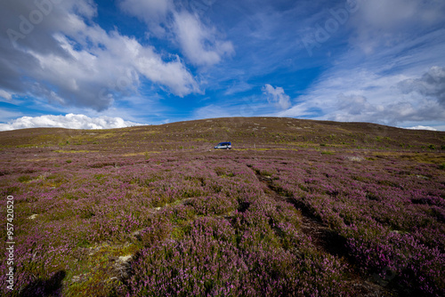 The image shows a field of purple heather in Scotland. The scenery includes clouds in the sky, grass, and hills / mountains in the background.