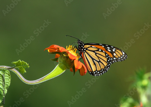 A beautiful Monarch butterfly pollinating atop a side leaning Mexican Sunflower in the garden. Close up view with a natural, clean background.