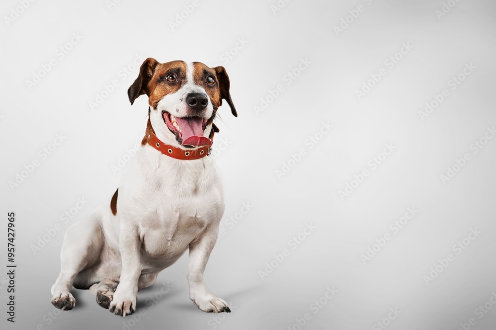 Happy young dog pet on clear background Happy young dog pet on clear background