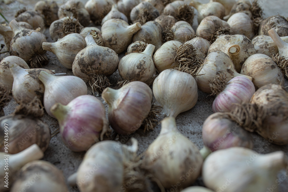 colorful garlic on the ground colorful garlic on the ground