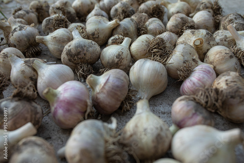 colorful garlic on the ground photo