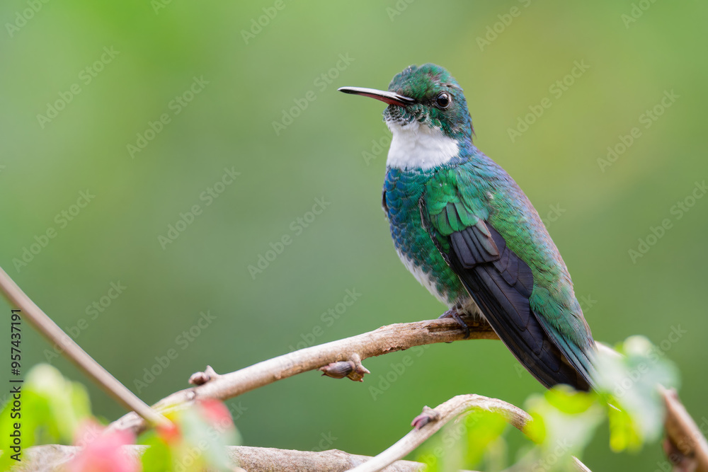 Fototapeta premium Beija-flor-de-papo-branco (Leucochloris albicollis) 