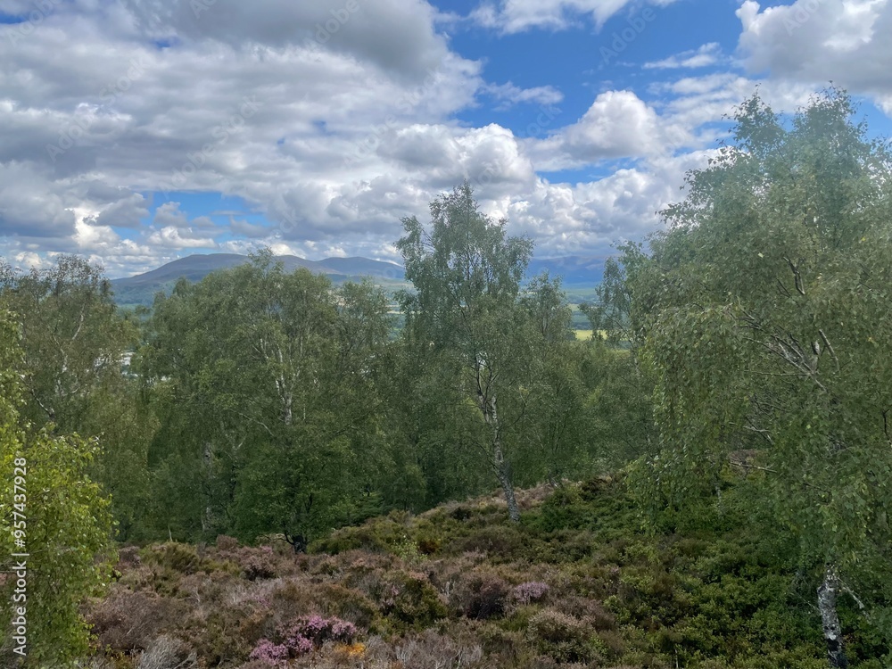 Obraz premium Forest