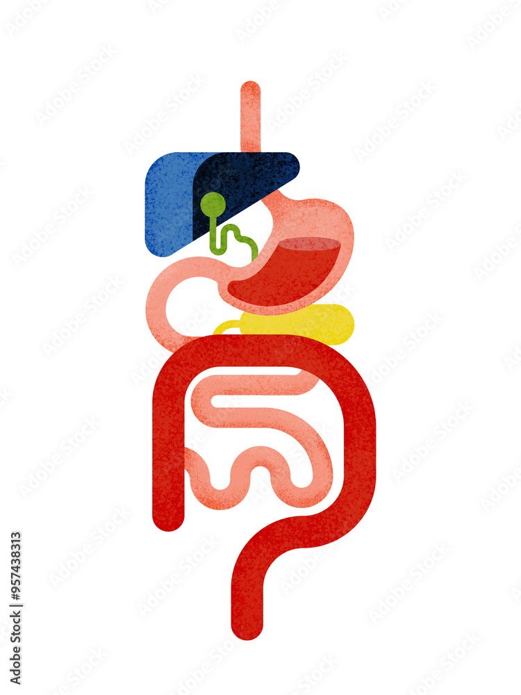 © Xènia Besora Sala/Stocksy - Human digestive organs and intestine